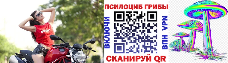 Псилоцибиновые грибы Cubensis  Азнакаево 